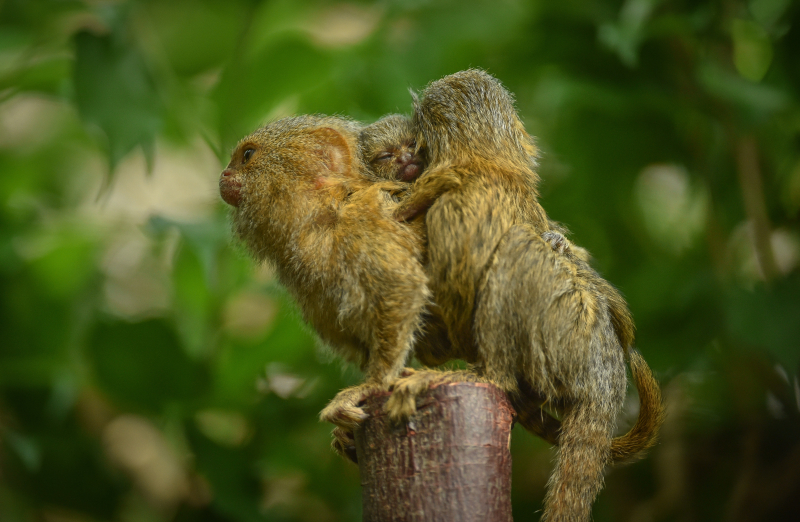 How Long Do Finger Monkey Live