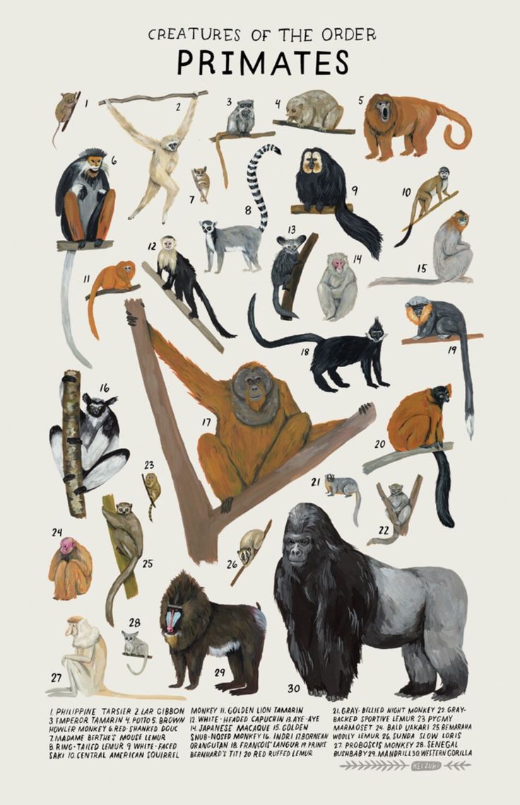 Most Endangered Primates