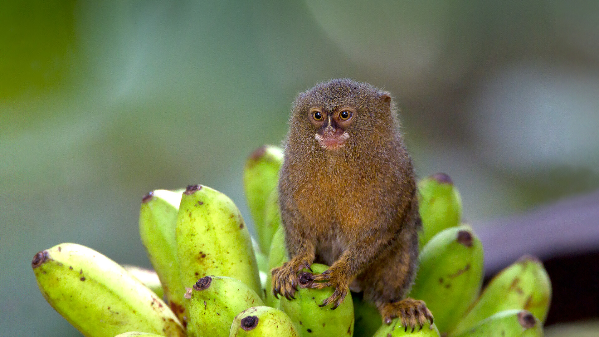 What do Pygmy Marmosets eat? In The Wild & In Captive