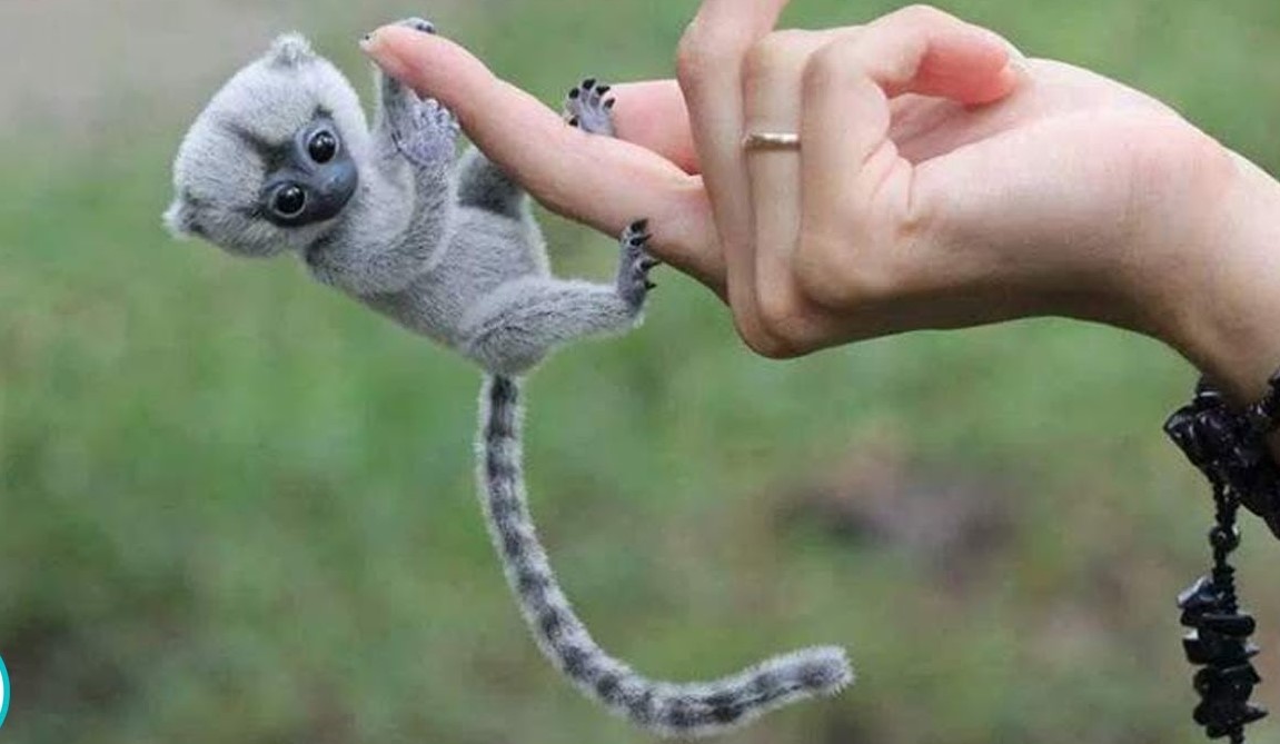 Do Finger Monkeys Make Good Pets?