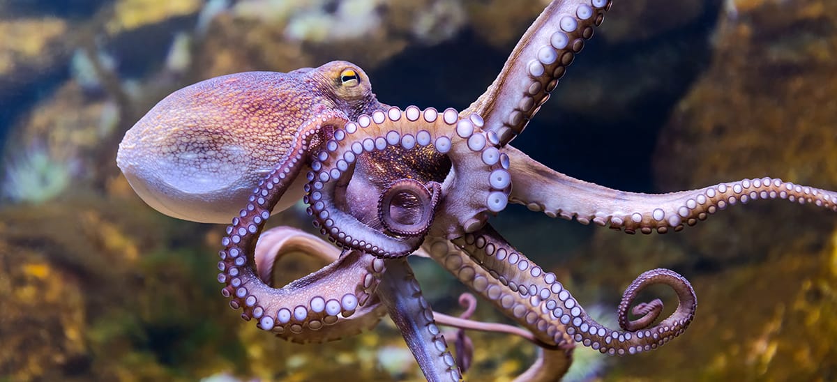 Do Octopuses Have Teeth?