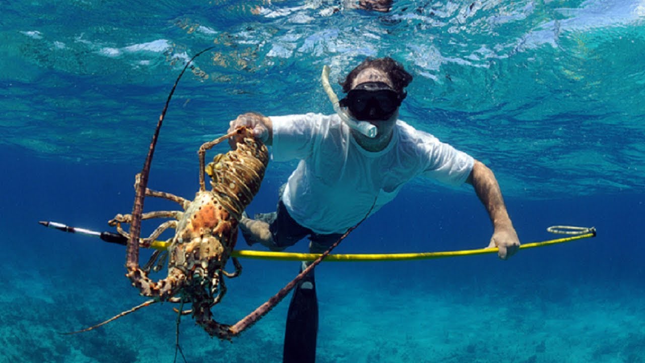 How Long Do Lobsters Live: Lobester Lifespan