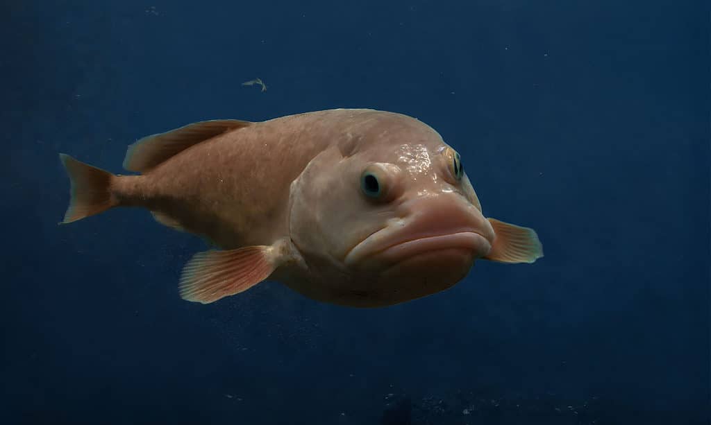 What Do Blobfish Look Like Underwater