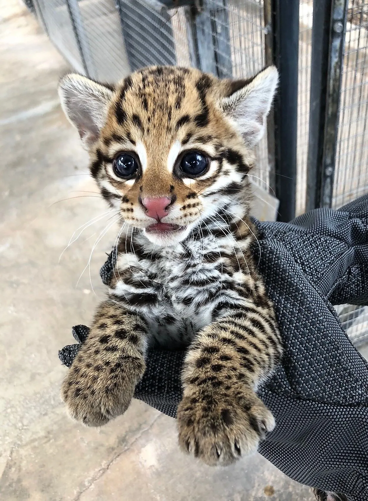 How Much Does An Ocelot Cost