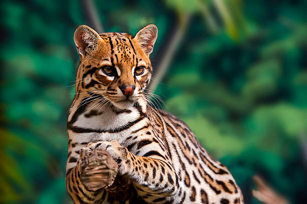 7Interesting Ocelot Facts- Diet, Habitat, Behavior