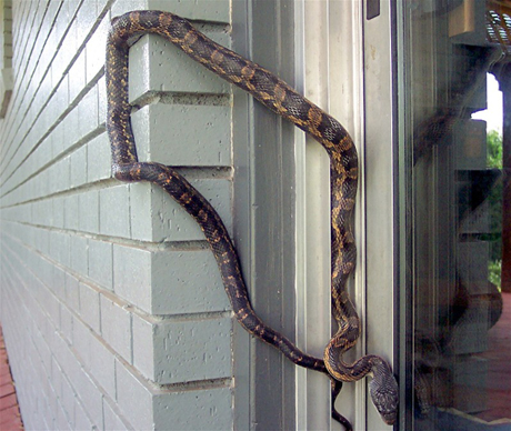 can snakes climb walls