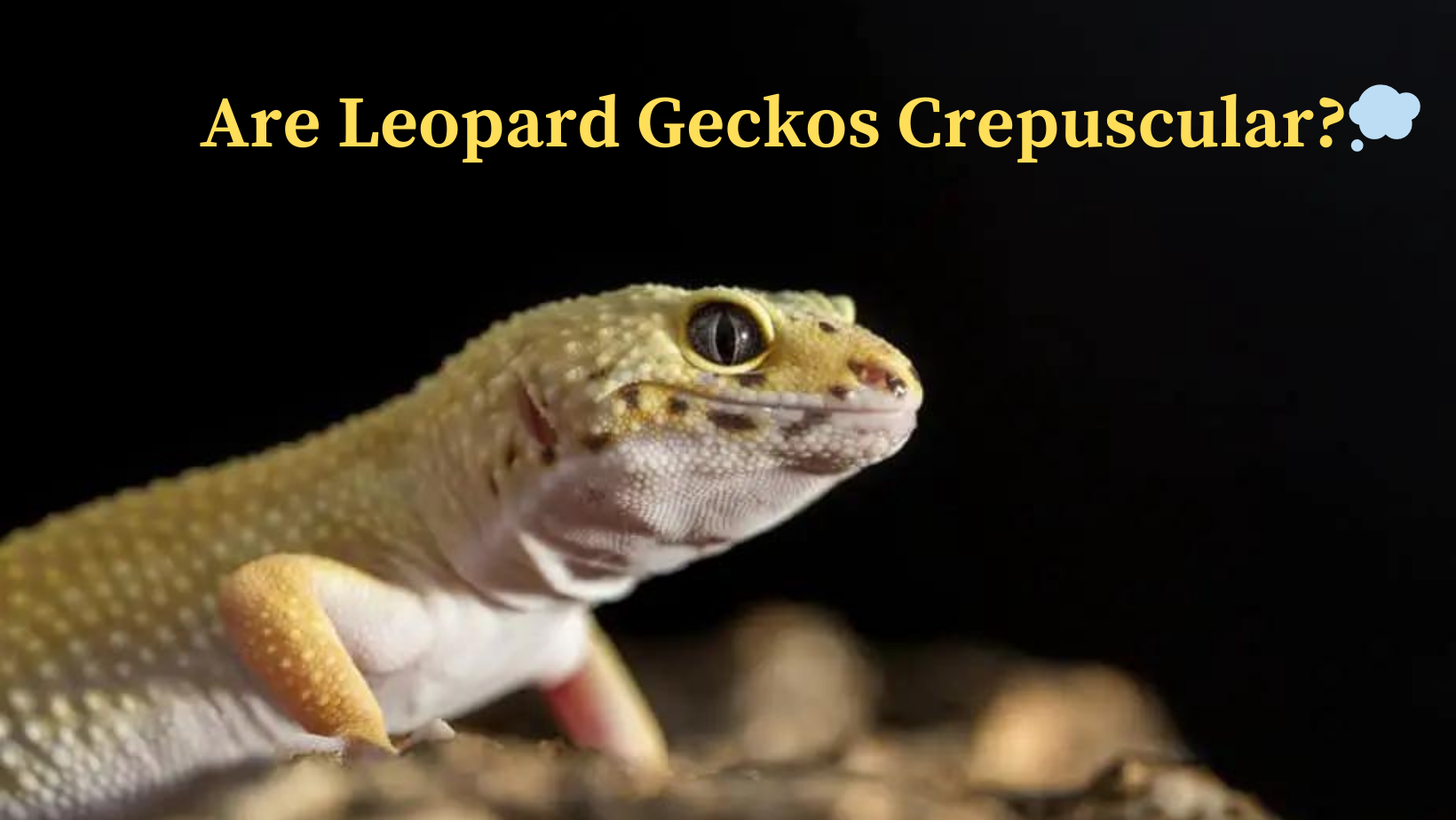 Are Leopard Geckos Crepuscular? whats crepuscular nature