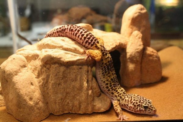 are leopard geckos nocturnal