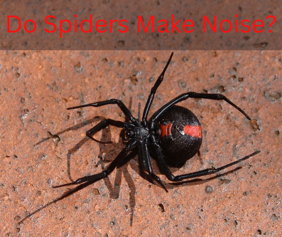 Do Spiders Make Noise?