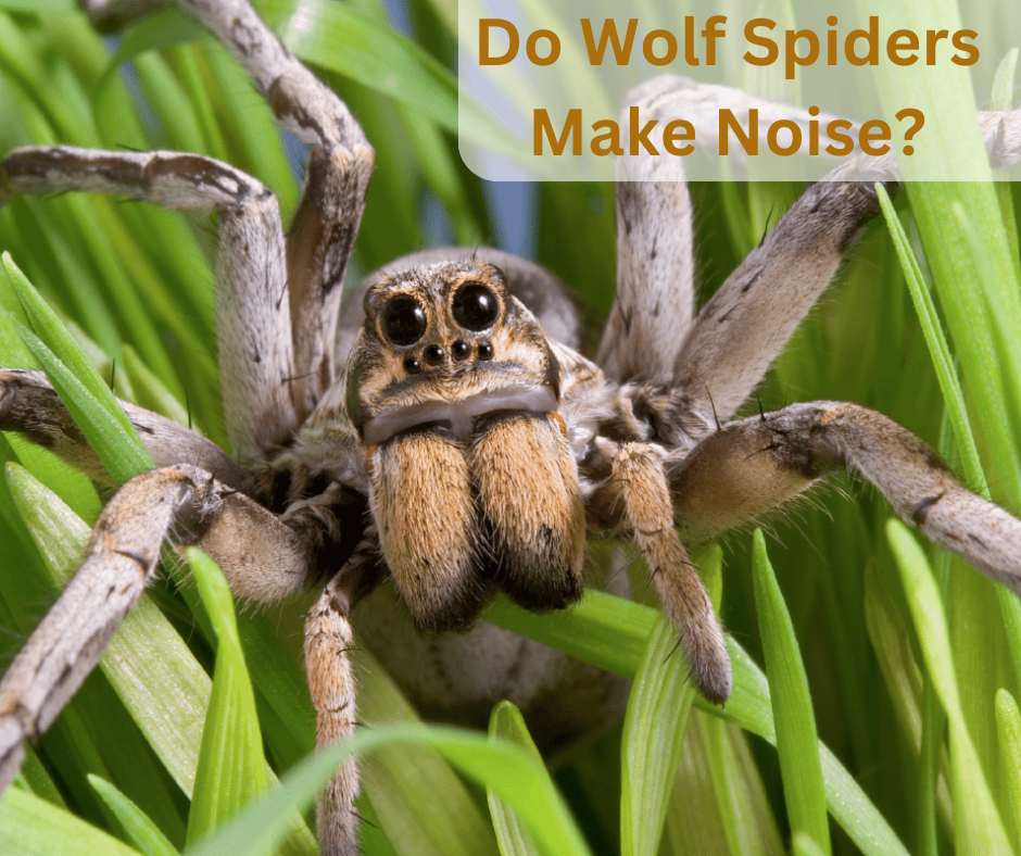 Do Wolf Spiders Make Noise?