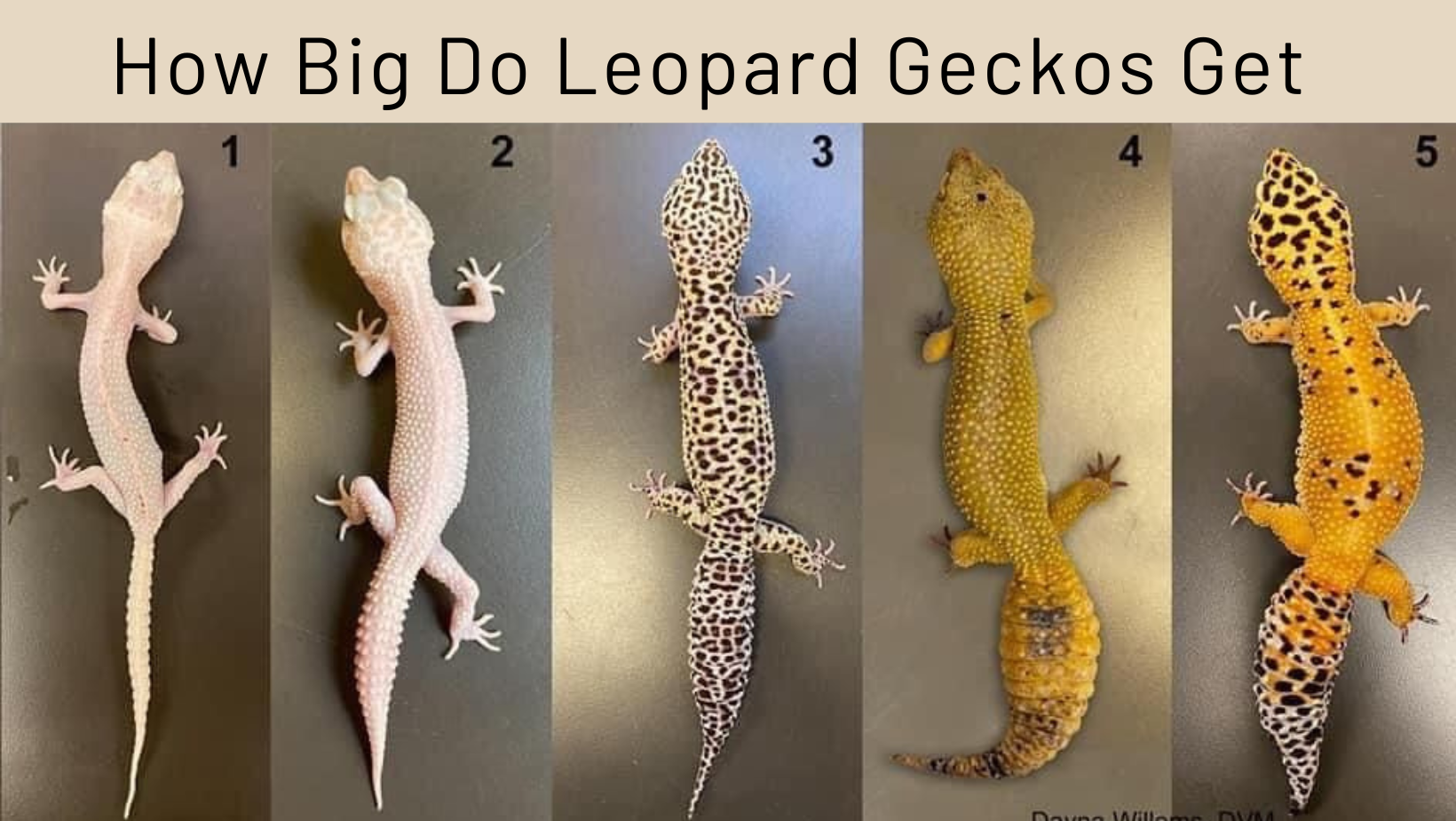 How Big Do Leopard Geckos Get
