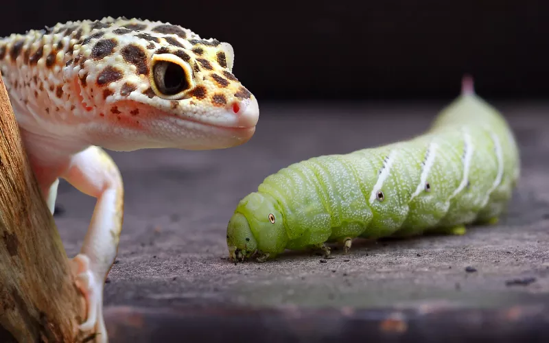 Leopard Gecko diet