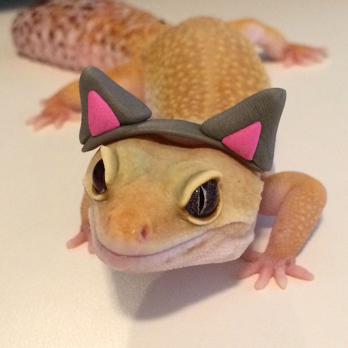 Reasons leopard geckos make great pets as a reptile!