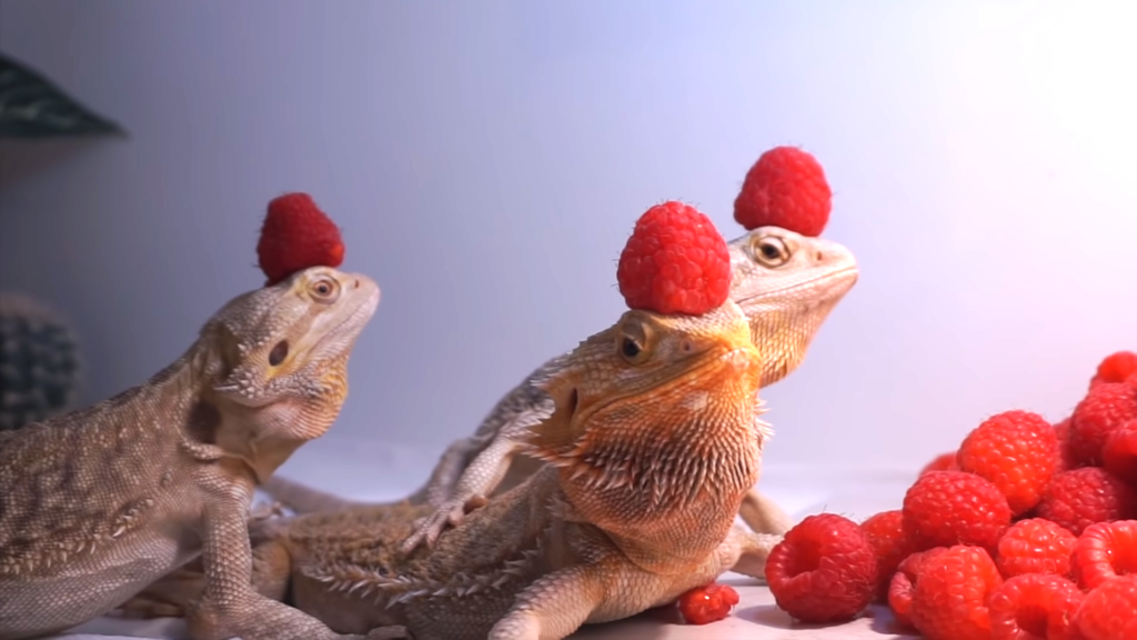 Can Bearded Dragons Eat Raspberries