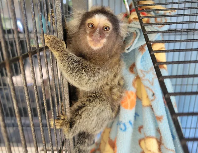 7 Best Places With Monkeys For Sale In Texas