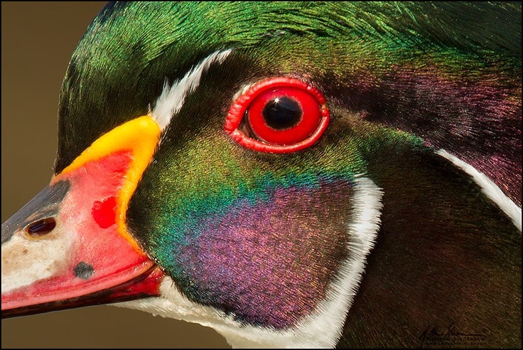 15 Species of Ducks With Red Eyes: Is It Some Kind Of Illness?