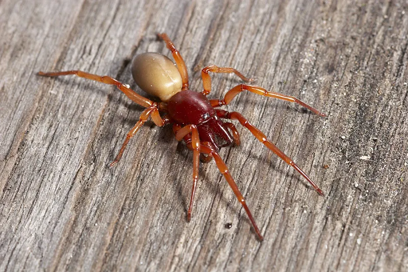 6 Venomous (Poisonous) Spiders In California