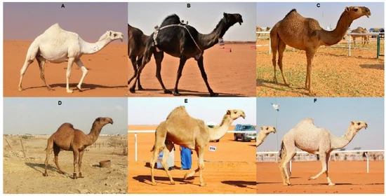 What Color Are Camels? (Fur Color, RGB, HEX values)