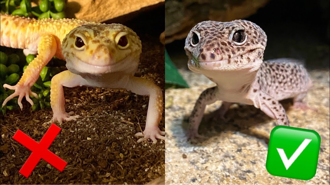Are leopard geckos social