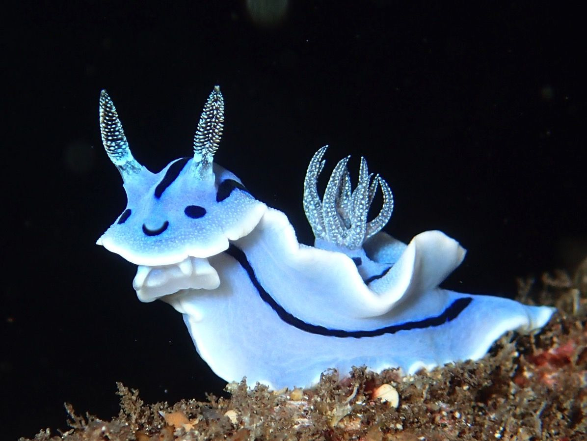 CUTE SEA CREATURES