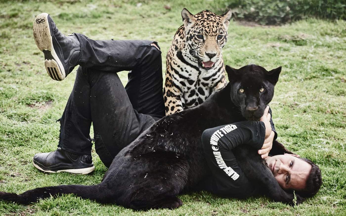 Can You Own a Pet Panther